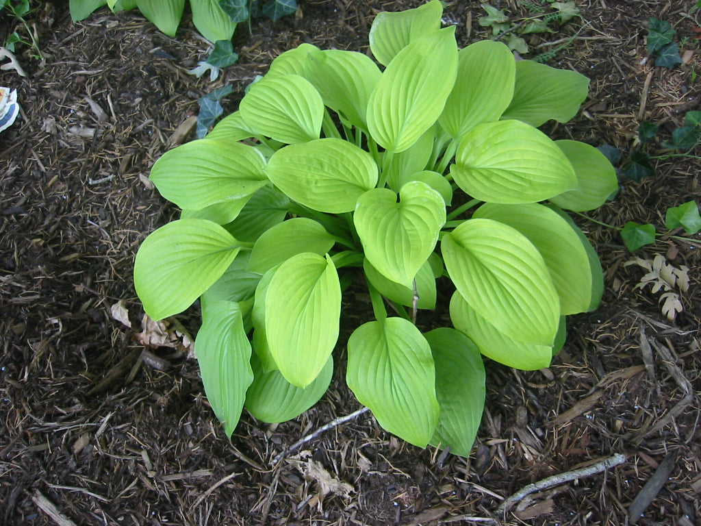 Hosta 'August Moon'