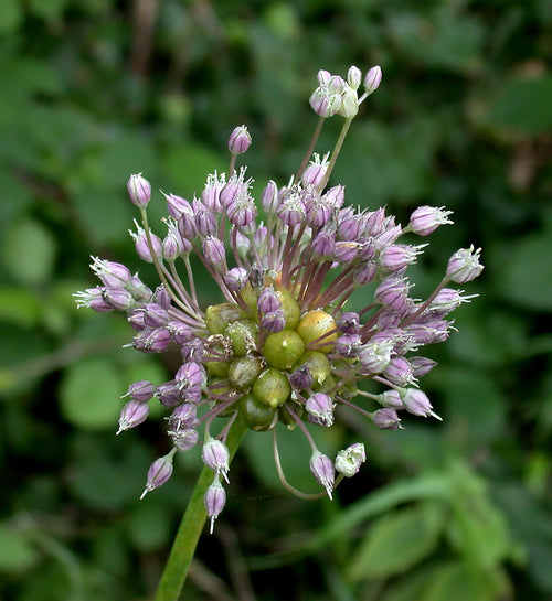 Babingtons Leek