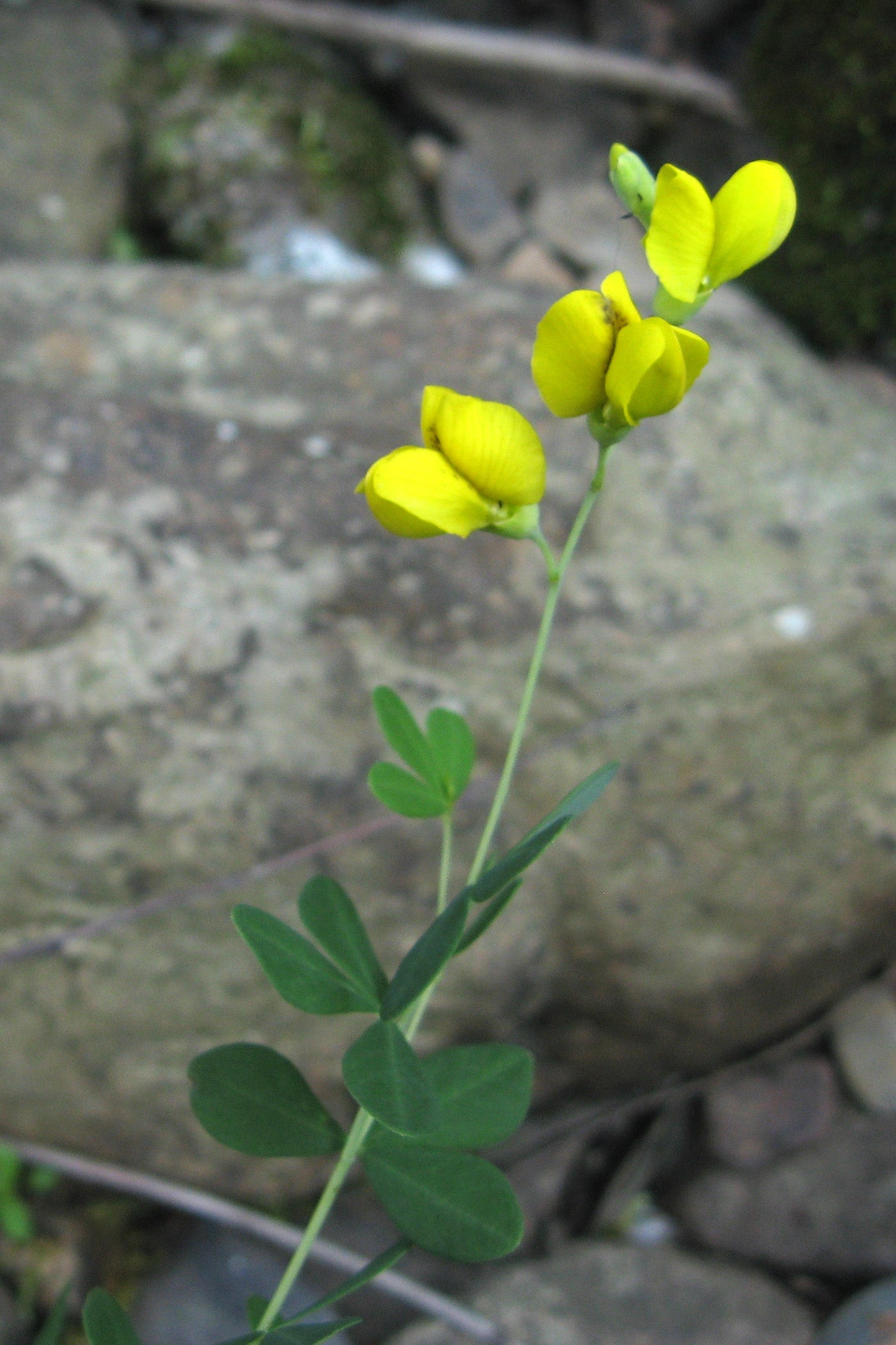 Yellow False Indigo