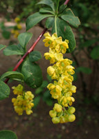 Korean Barberry 'Rubin'
