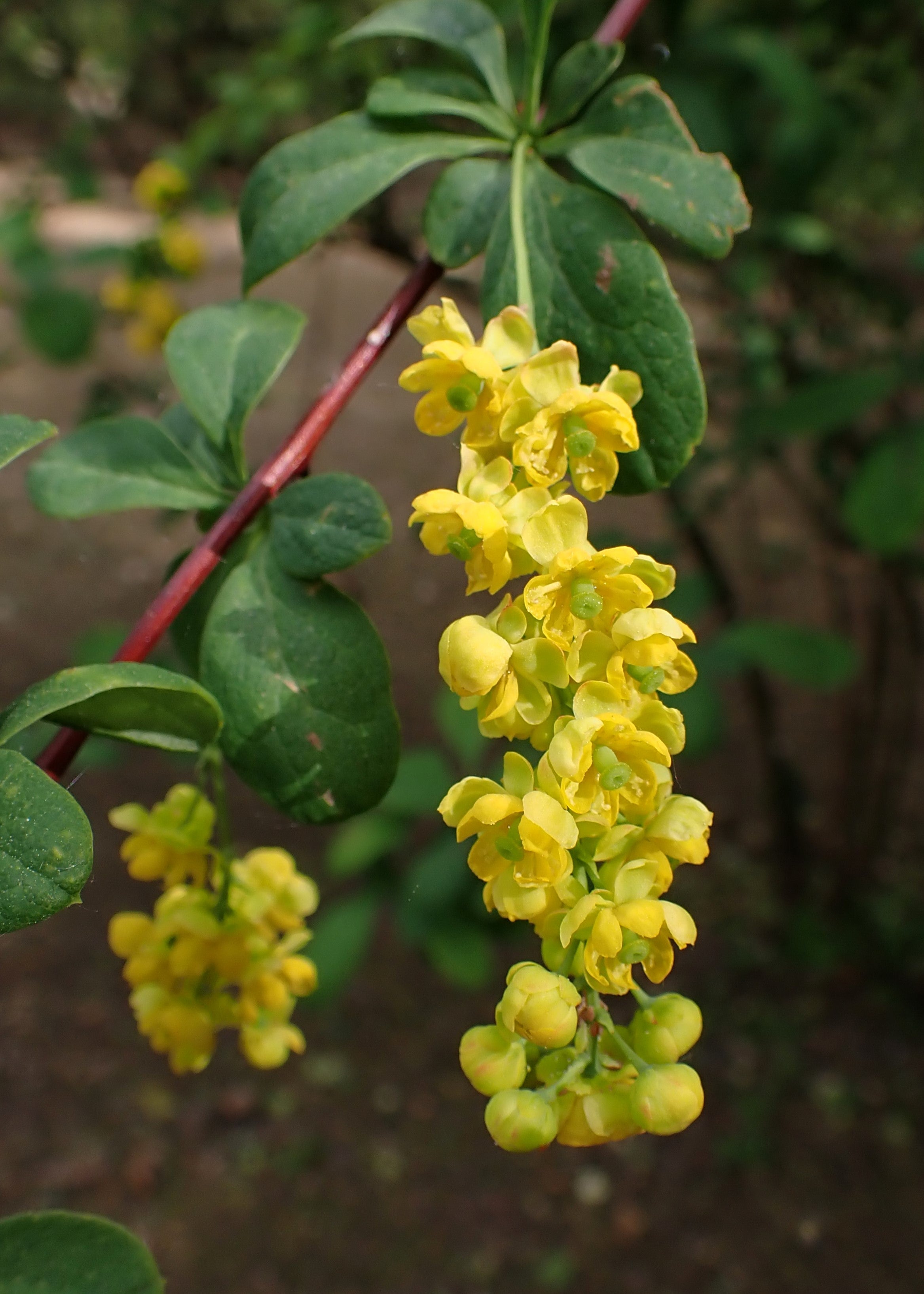 Korean Barberry 'Rubin'