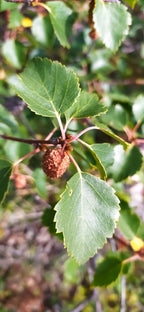 Downy Birch