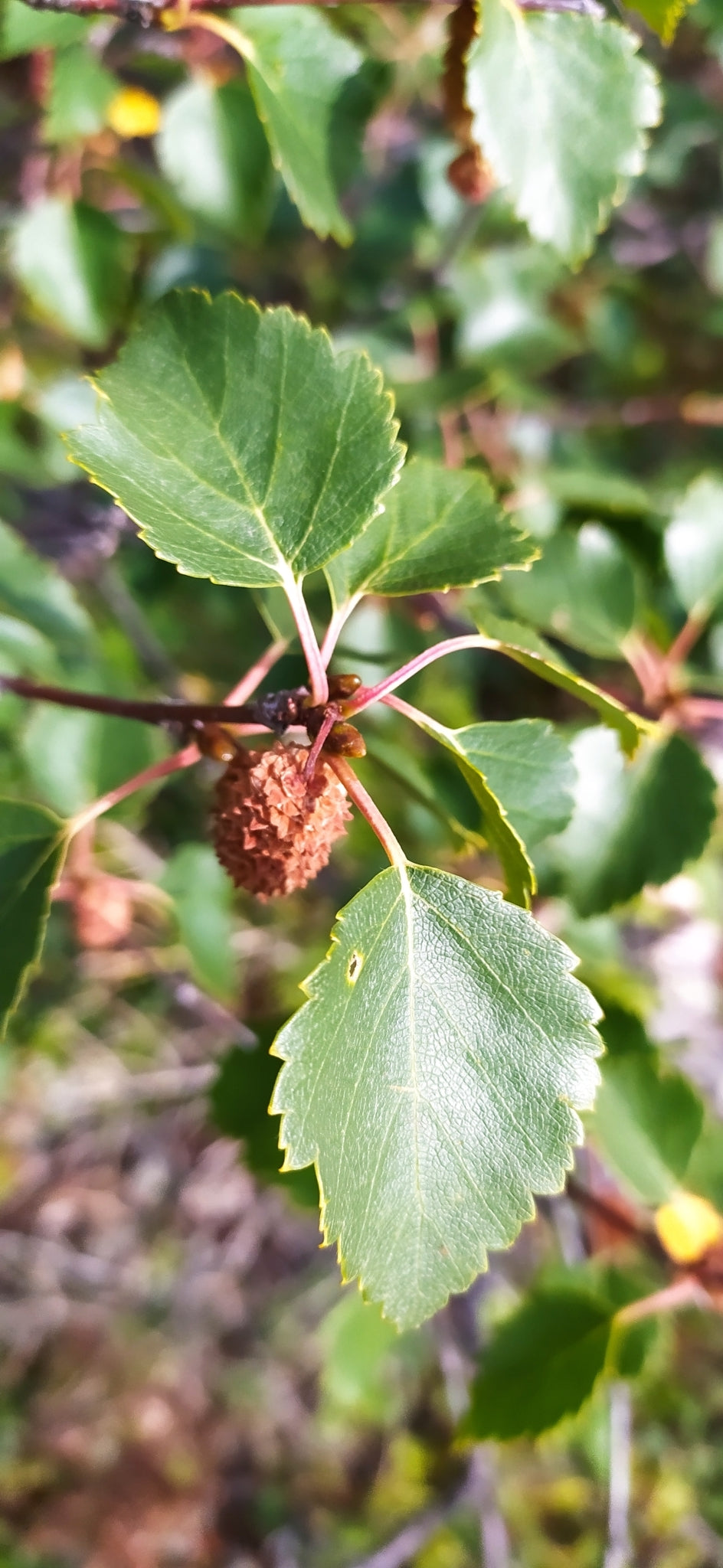 Downy Birch