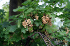 Whitecurrant 'Blanka'