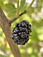 Mulberry 'Sham Dudu'