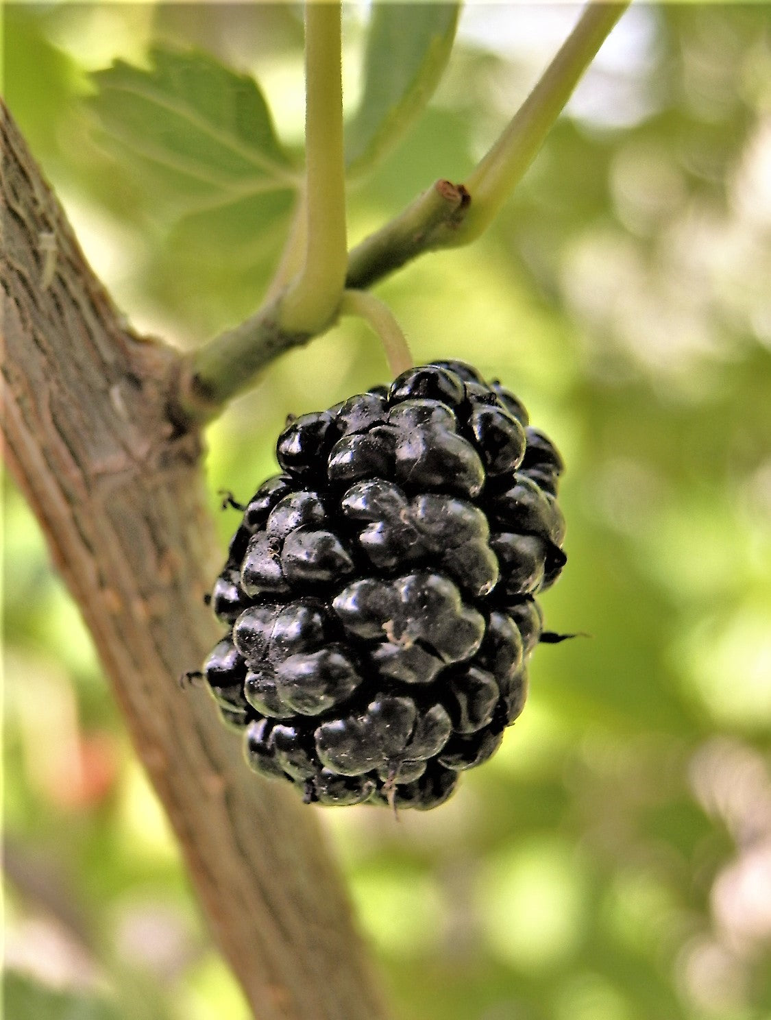 Mulberry 'Sham Dudu'