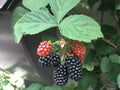 Blackberry 'Adrienne'