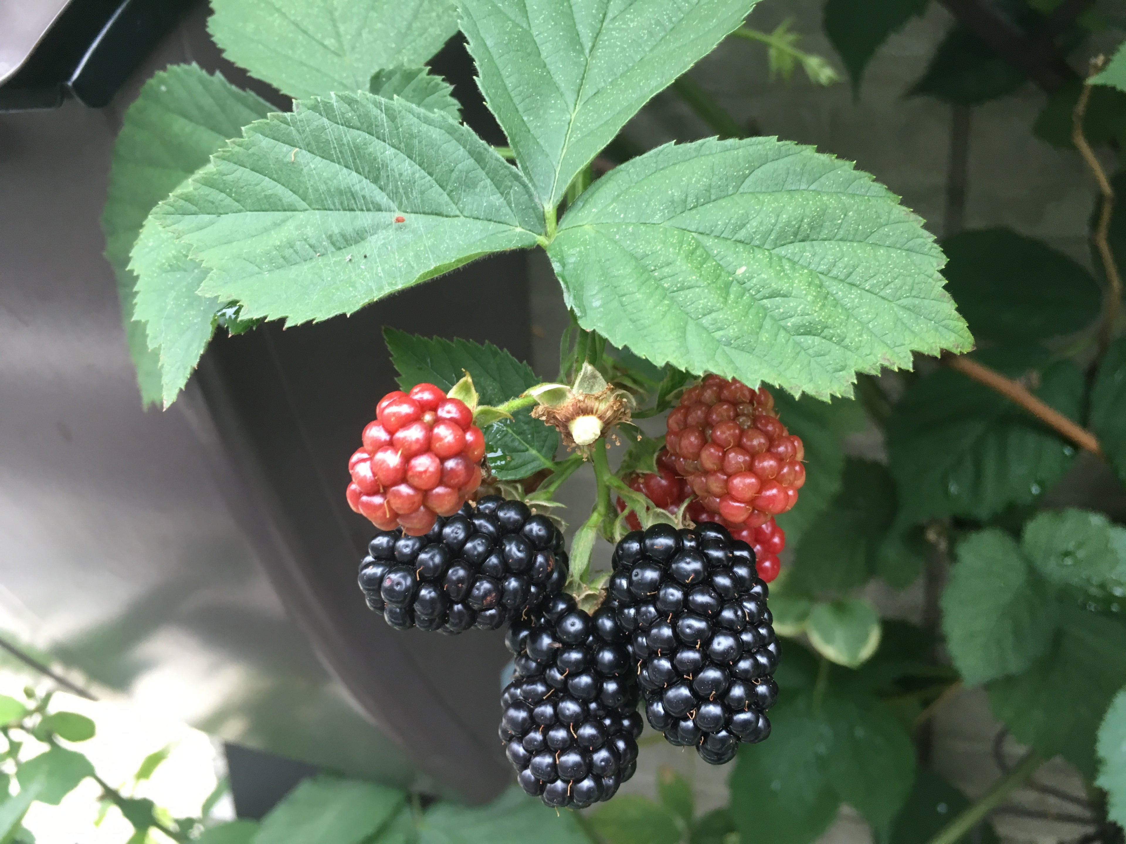 Blackberry 'Adrienne'