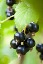 Blackcurrant 'Jet'