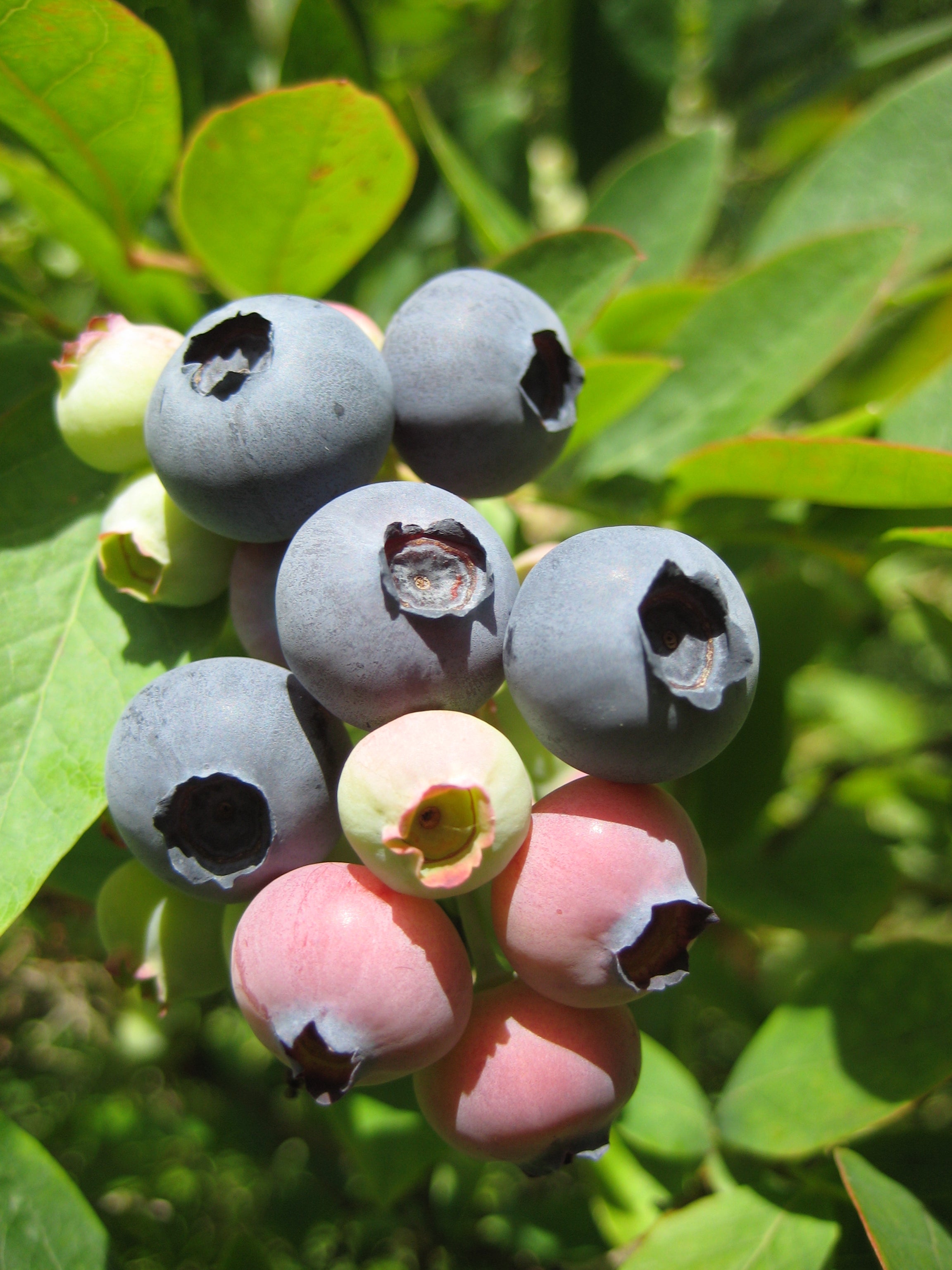 Blueberry 'Earliblue'