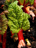 Rhubarb 'Victoria'