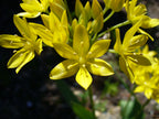 Golden Garlic