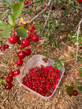 Bush Cherry 'Carmine Jewel'