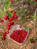 Bush Cherry 'Carmine Jewel'