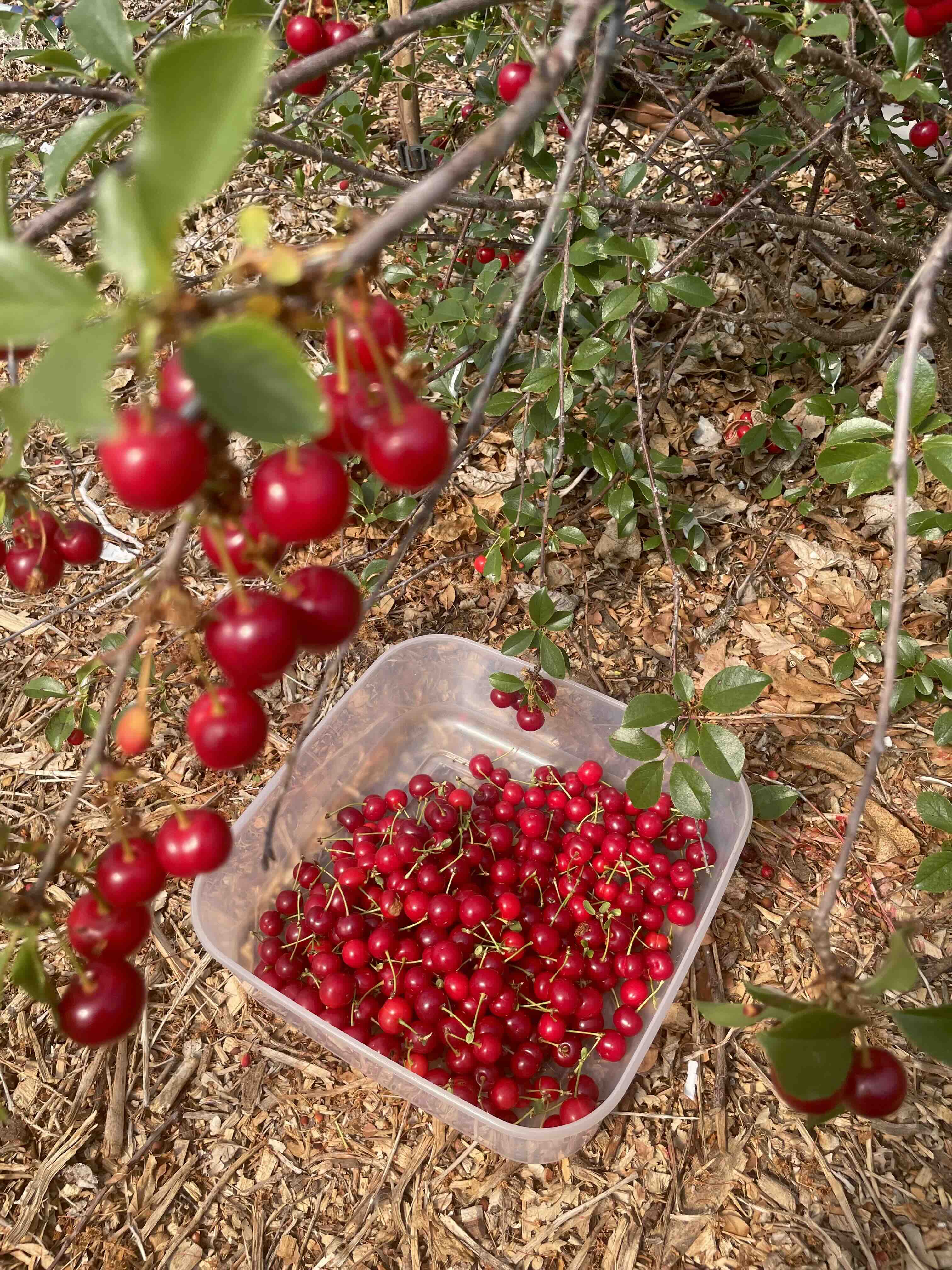 Bush Cherry 'Carmine Jewel'