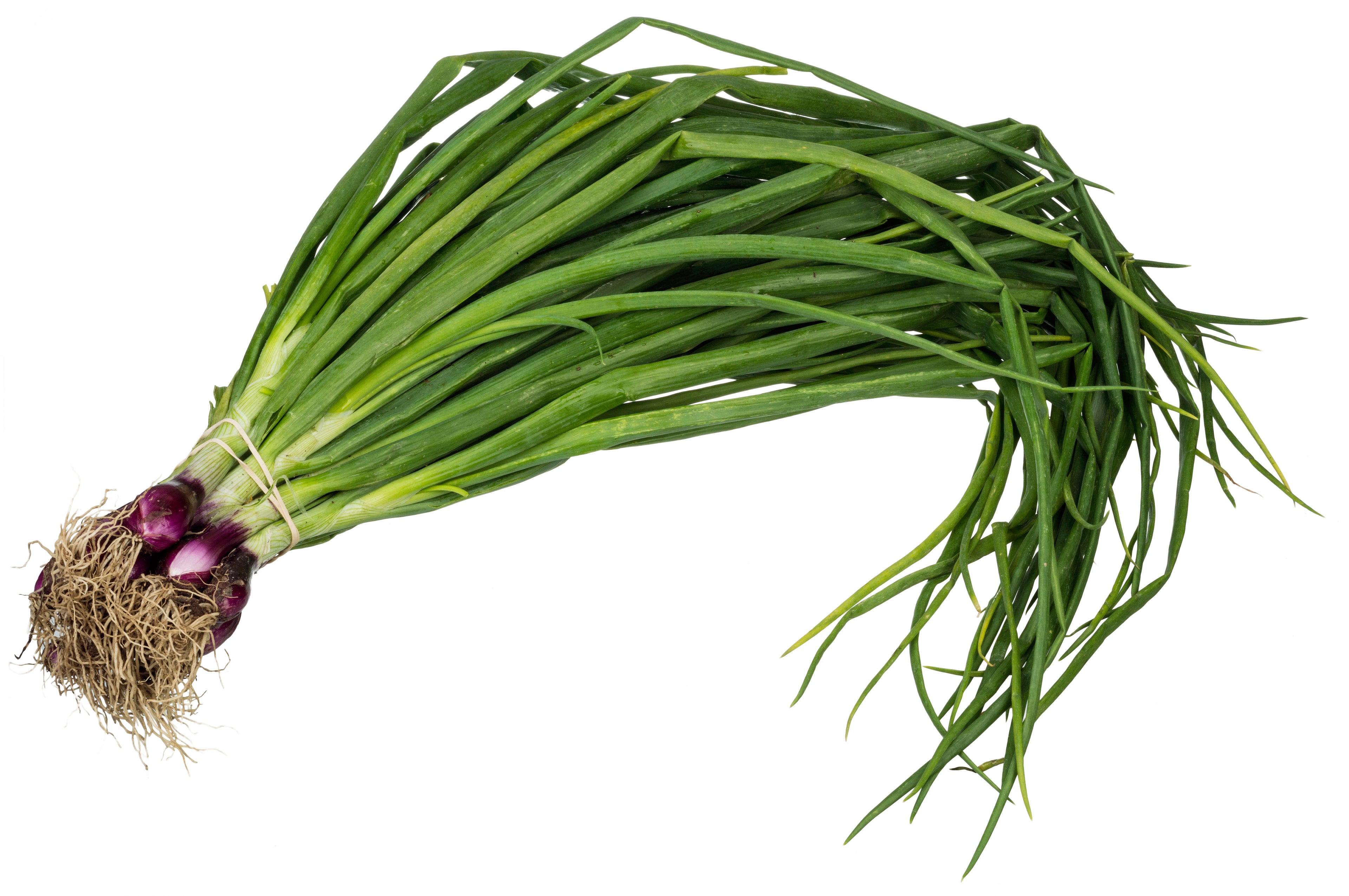 Red Welsh Onion