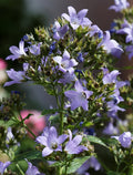 Milky Bellflower