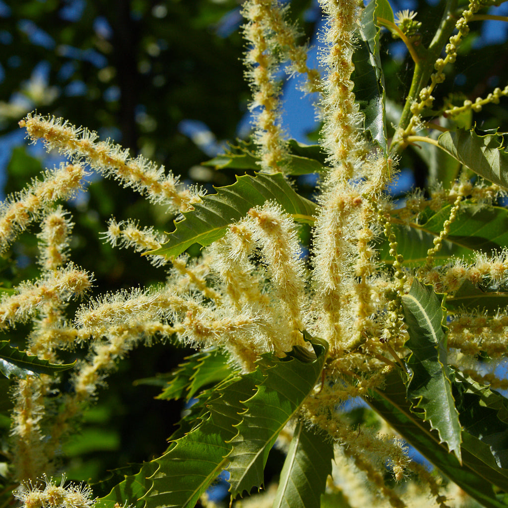 Chestnut 'Marigoule'