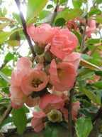 Japanese Quince 'Pink Lady'