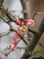 Cathay Quince