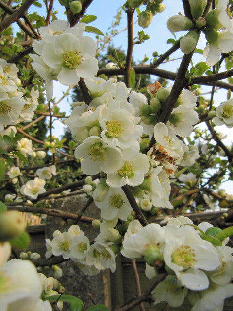 Quince 'Nivalis'