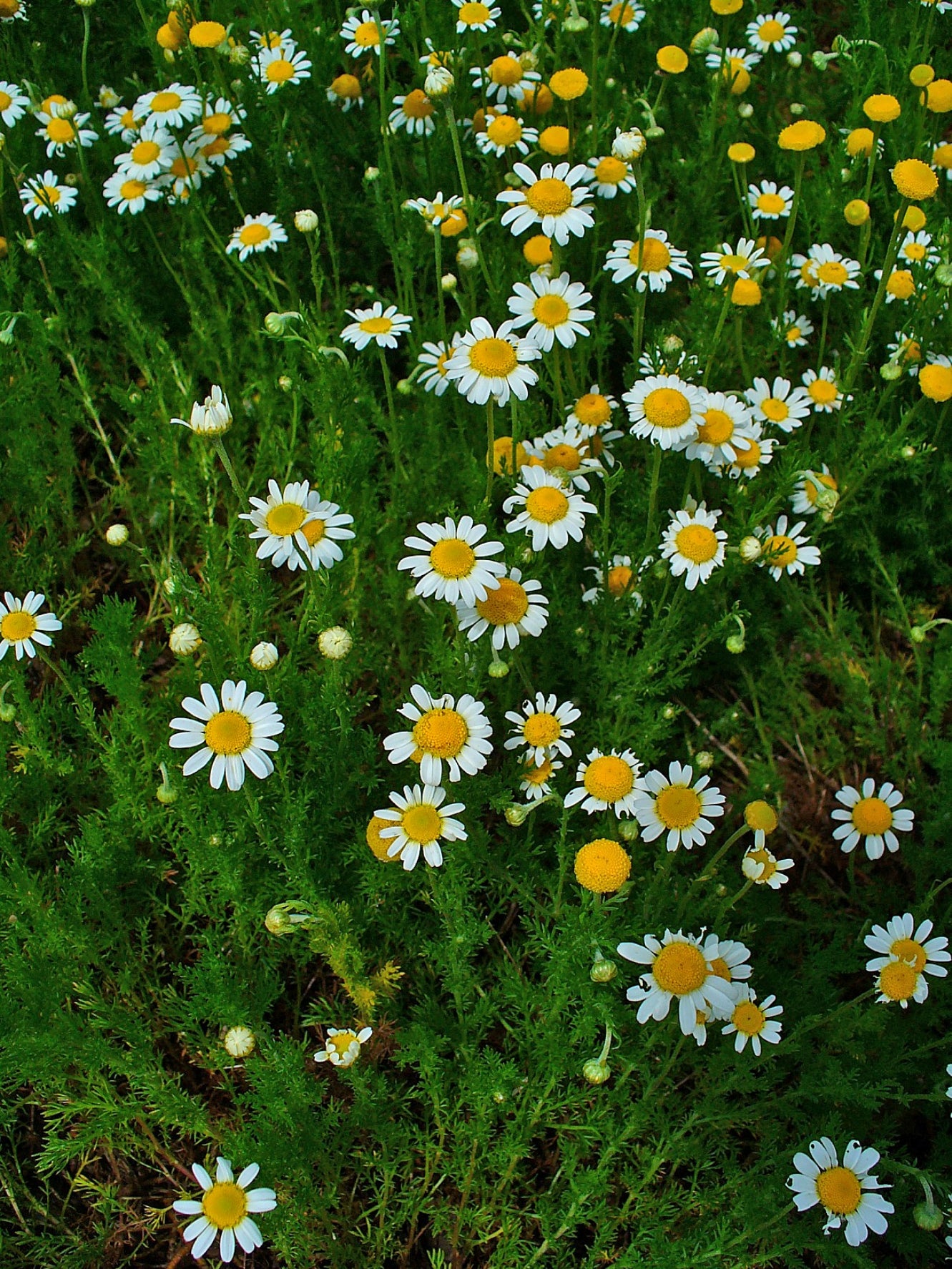 Roman Chamomile