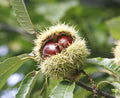 Chestnut 'Marigoule'