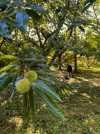 Chestnut 'Numbo'