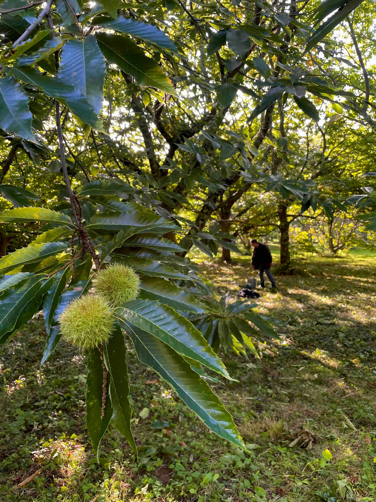 Chestnut 'Numbo'