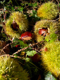 Chestnut 'Numbo'