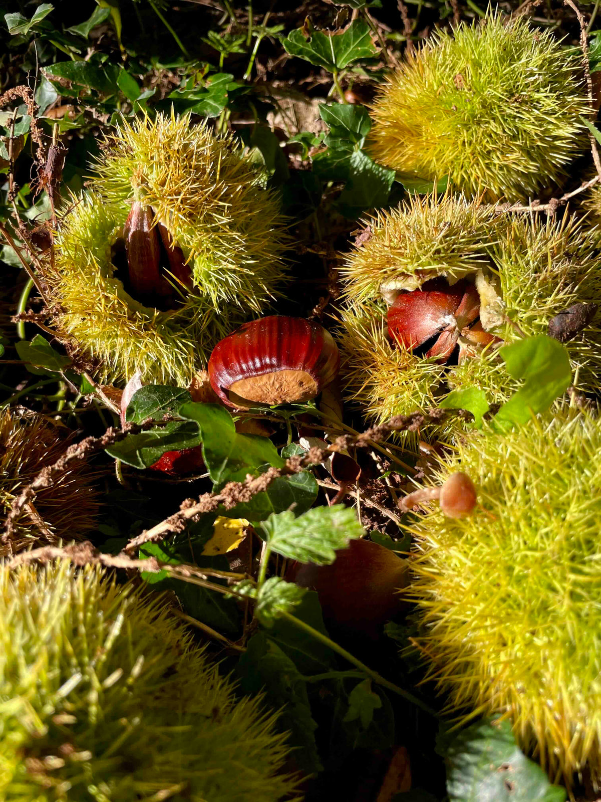 Chestnut 'Numbo'