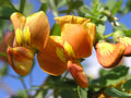 Bladder Senna