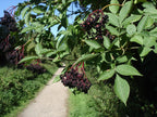 Elder 'Haidegg 17'