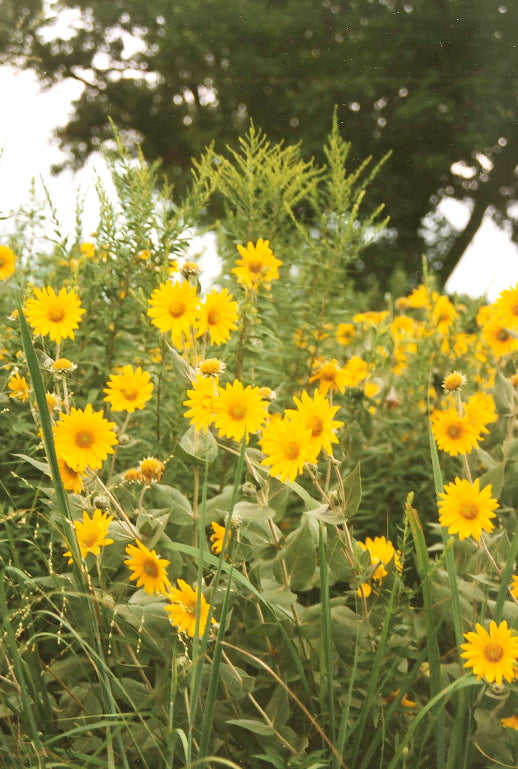 Compass Plant