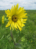 Compass Plant