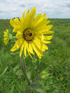 Compass Plant
