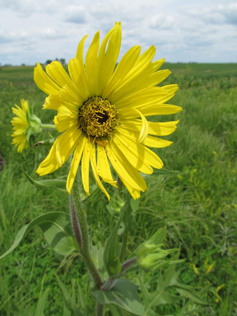 Compass Plant