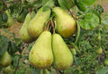 Pear 'Conference'