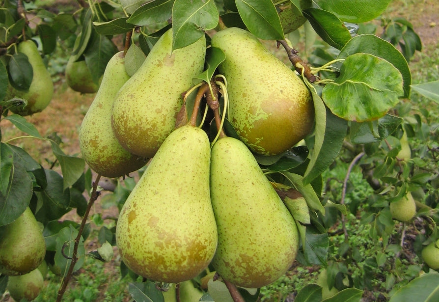 Pear 'Conference'