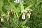 White Comfrey