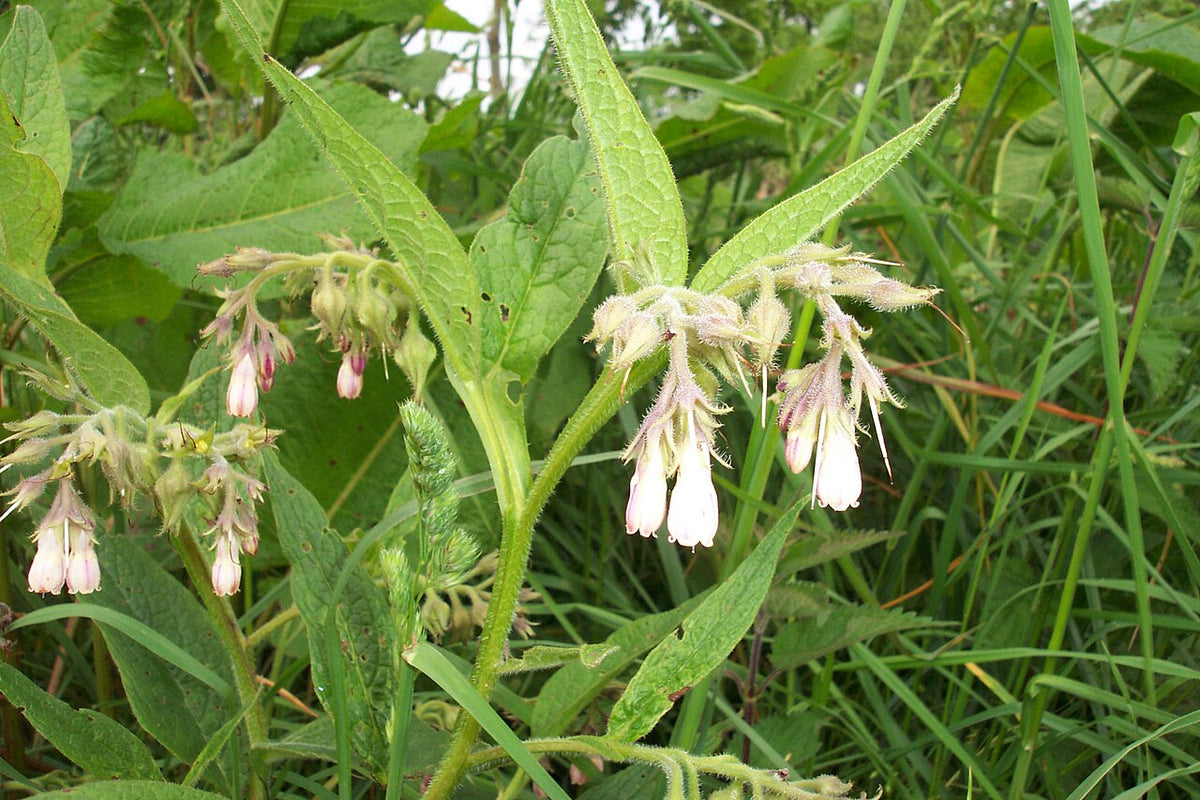 White Comfrey