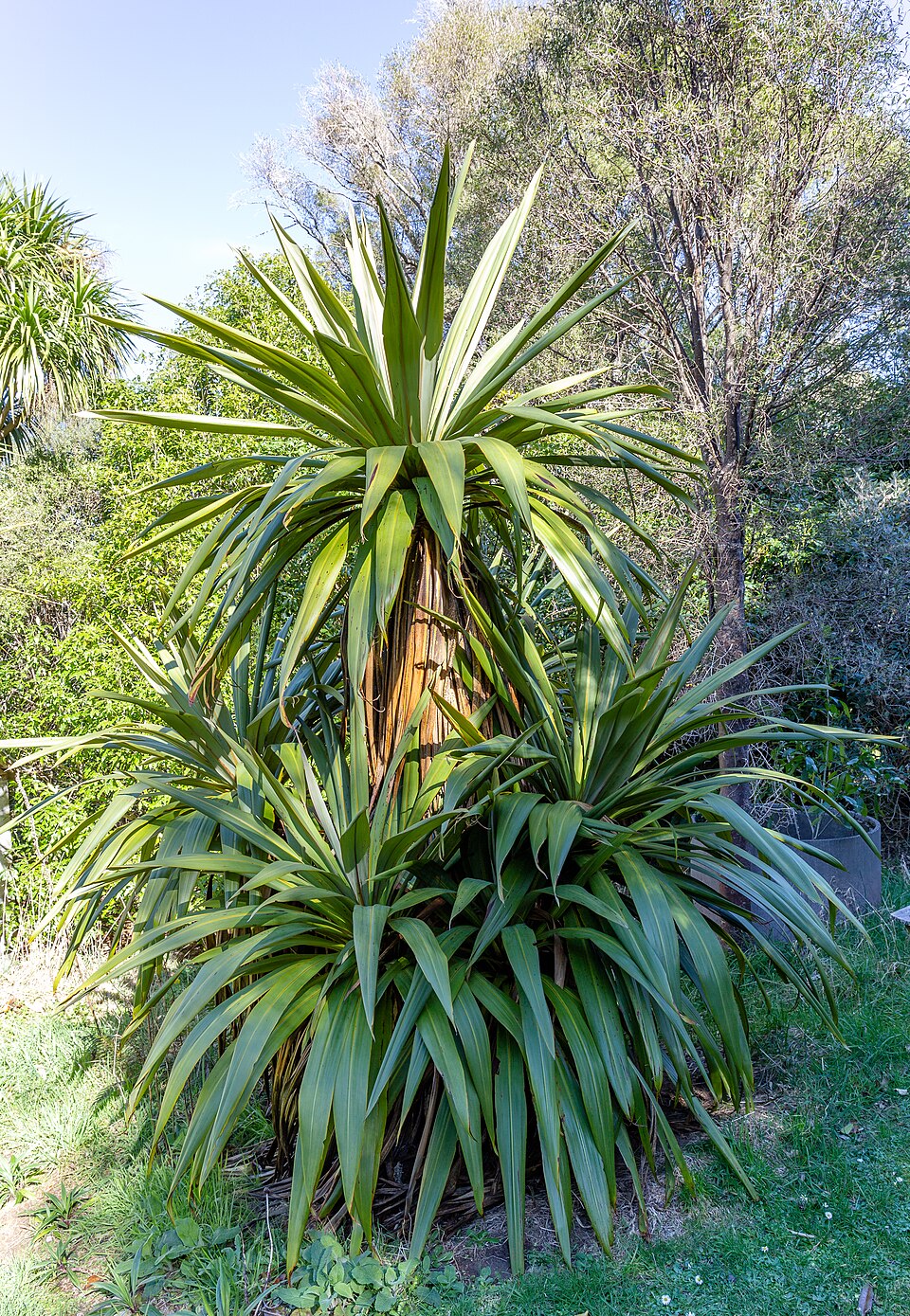 Mountain Cabbage Tree