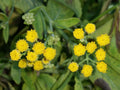 Costmary