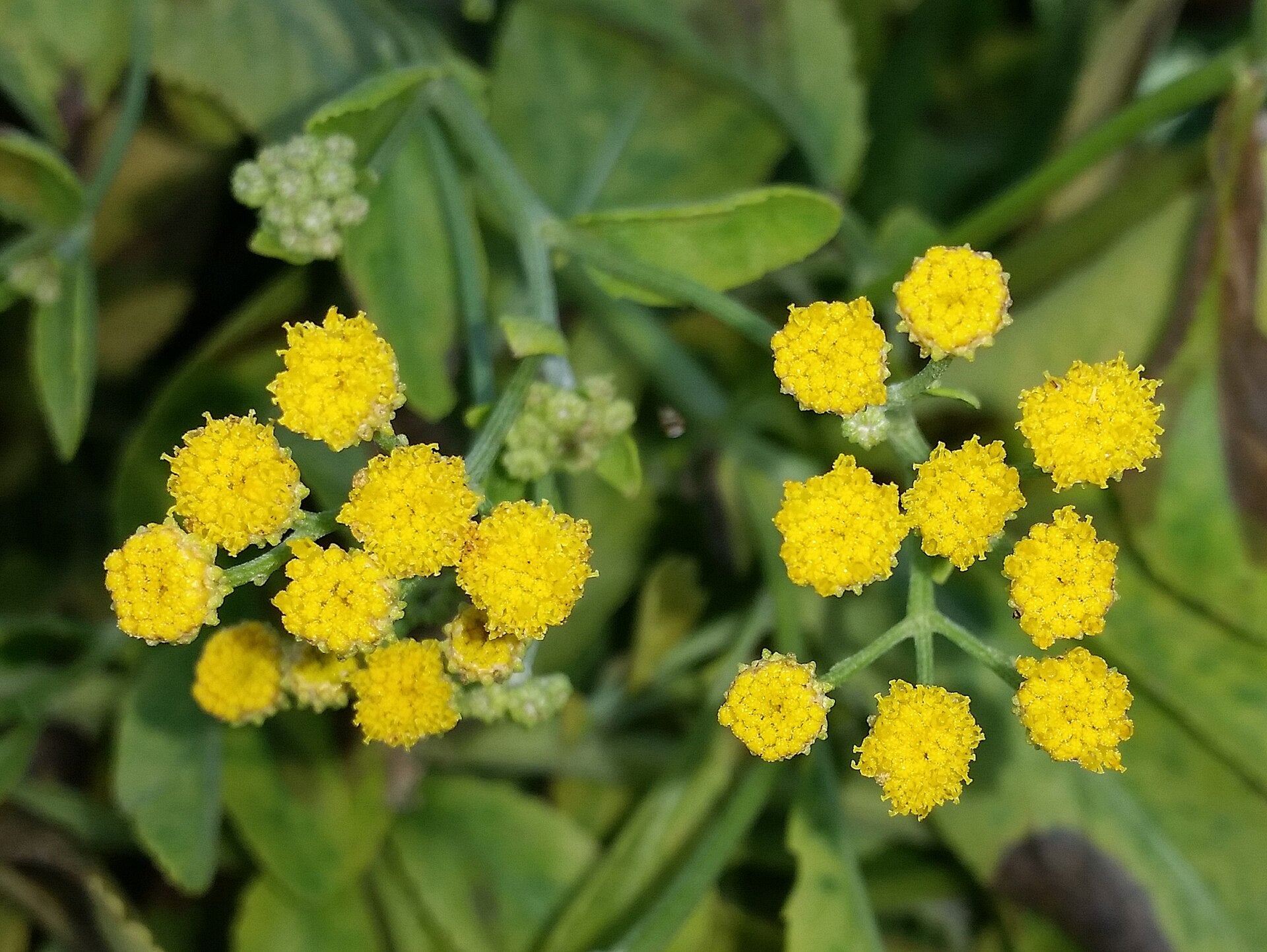 Costmary