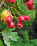 Caughuawaga Hawthorn