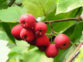 Scarlet Hawthorn