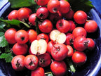 Scarlet Hawthorn