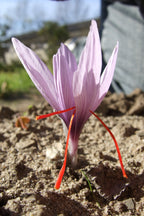 Saffron Crocus