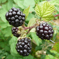 Blackberry 'Thornfree'