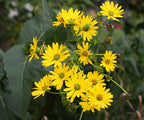 Cup Plant